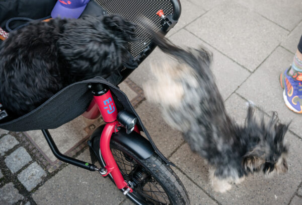 Porte avant pour chien Dog door Muli – Image 3