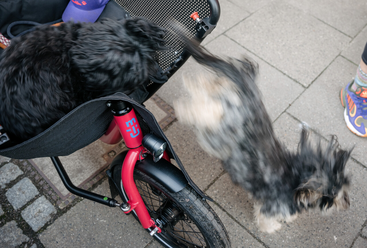 Porte avant pour chien Dog door Muli – Image 3